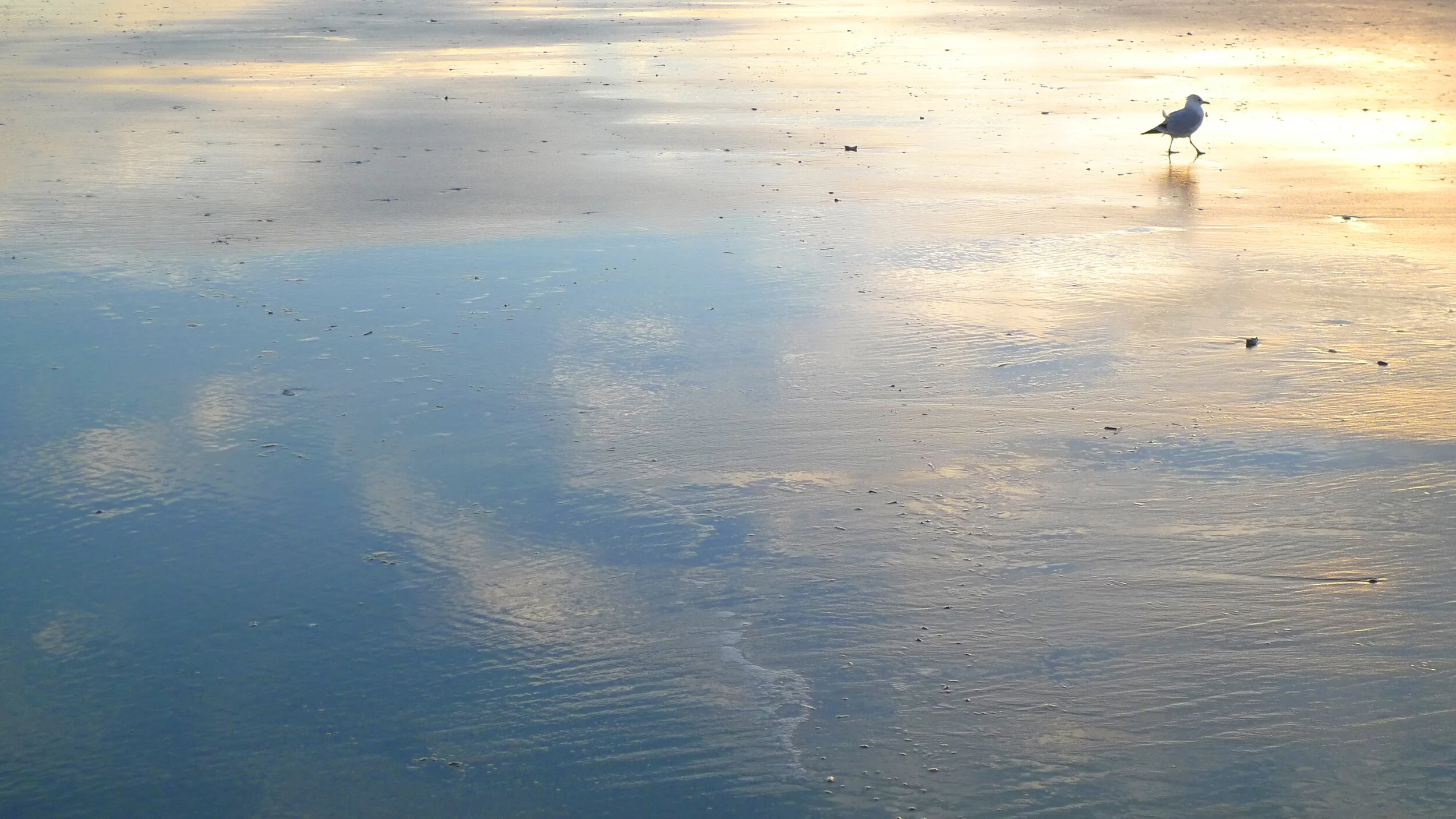 Beach Graphic.jpg
