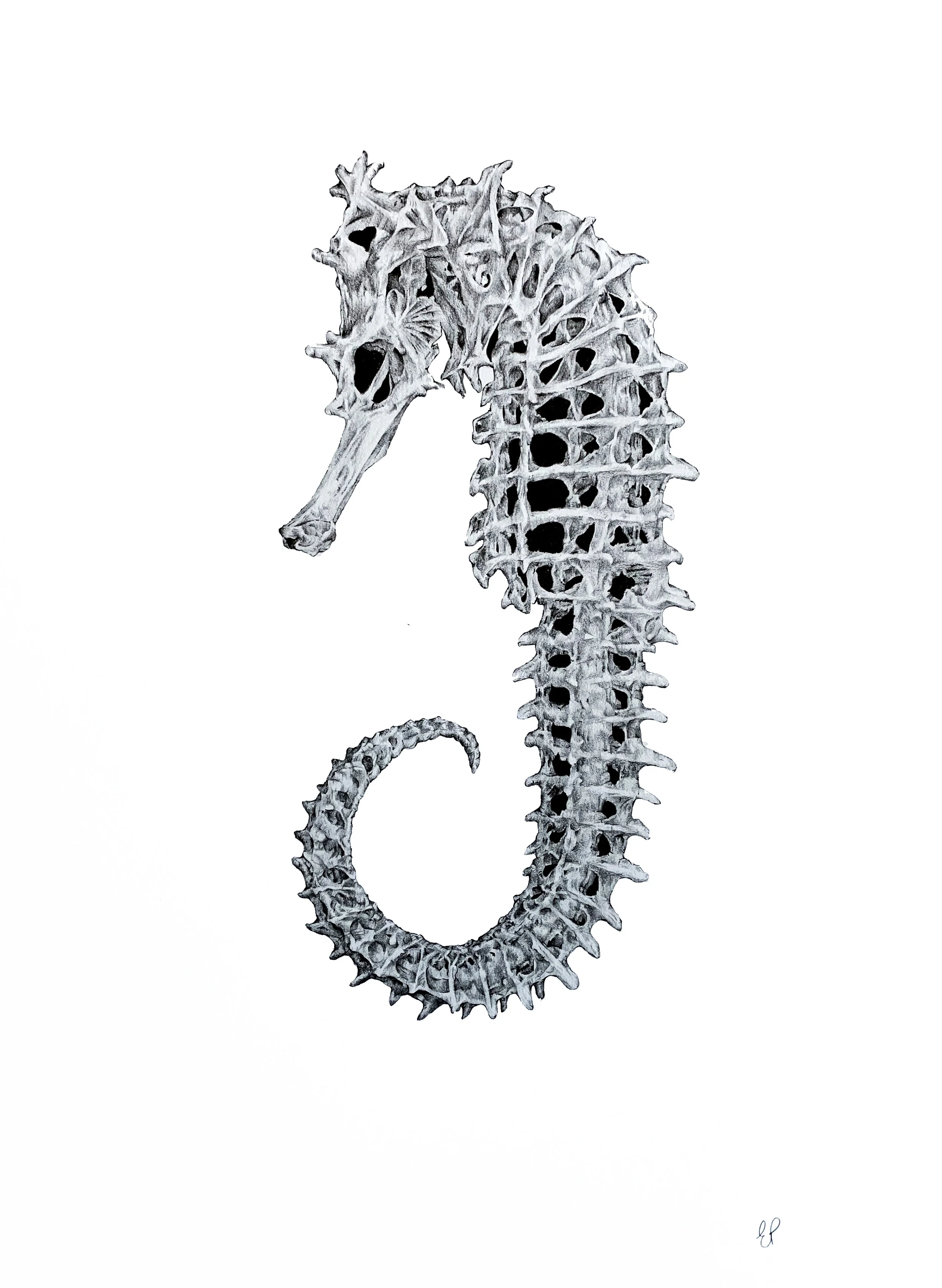 seahorse.jpeg