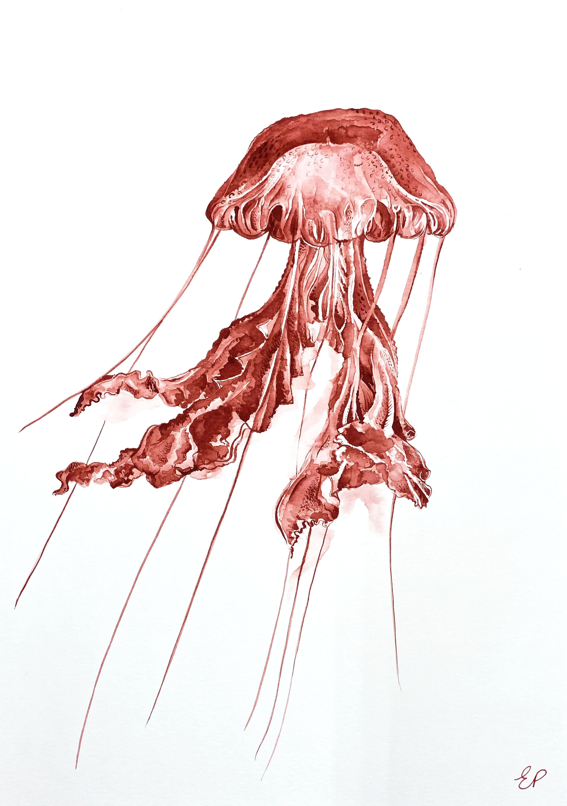 Red Jellyfish Product Shot 2.jpg