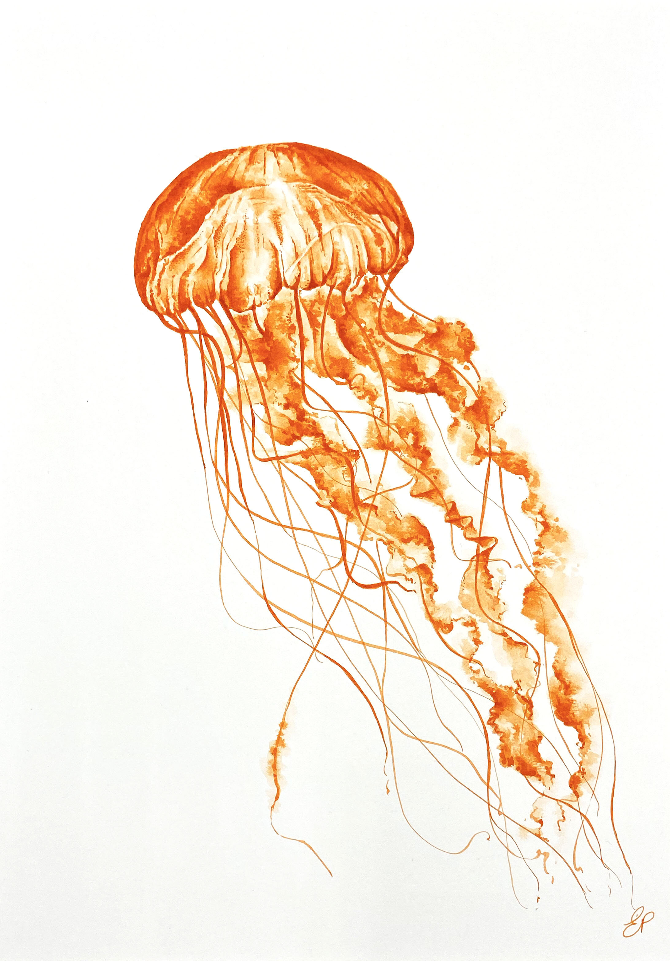 Orange Jellyfish Product Shot 2.jpg