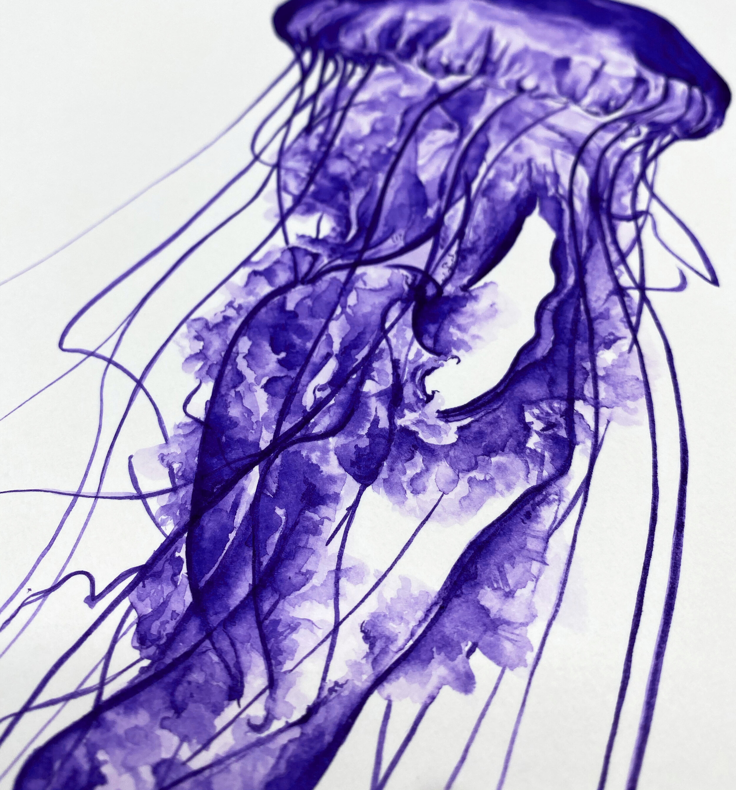 Blue Jellyfish close-up.jpg