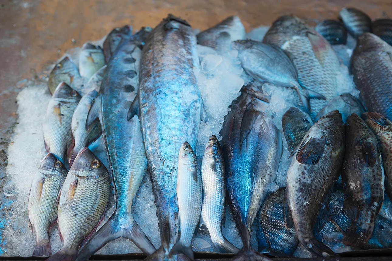 catch_of_the_day_kochi.jpg