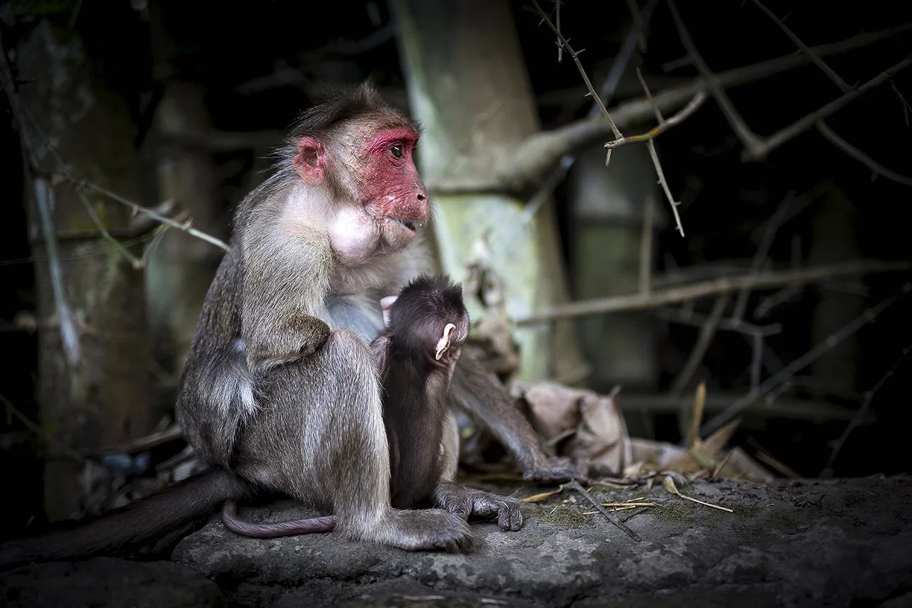one_armed_monkey.jpg