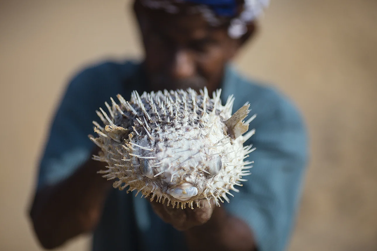 Puffer fish found washed up on the beach, apparently they take a few hours to deflate. Incredible looking creatures they are, glad I didn't step on it.