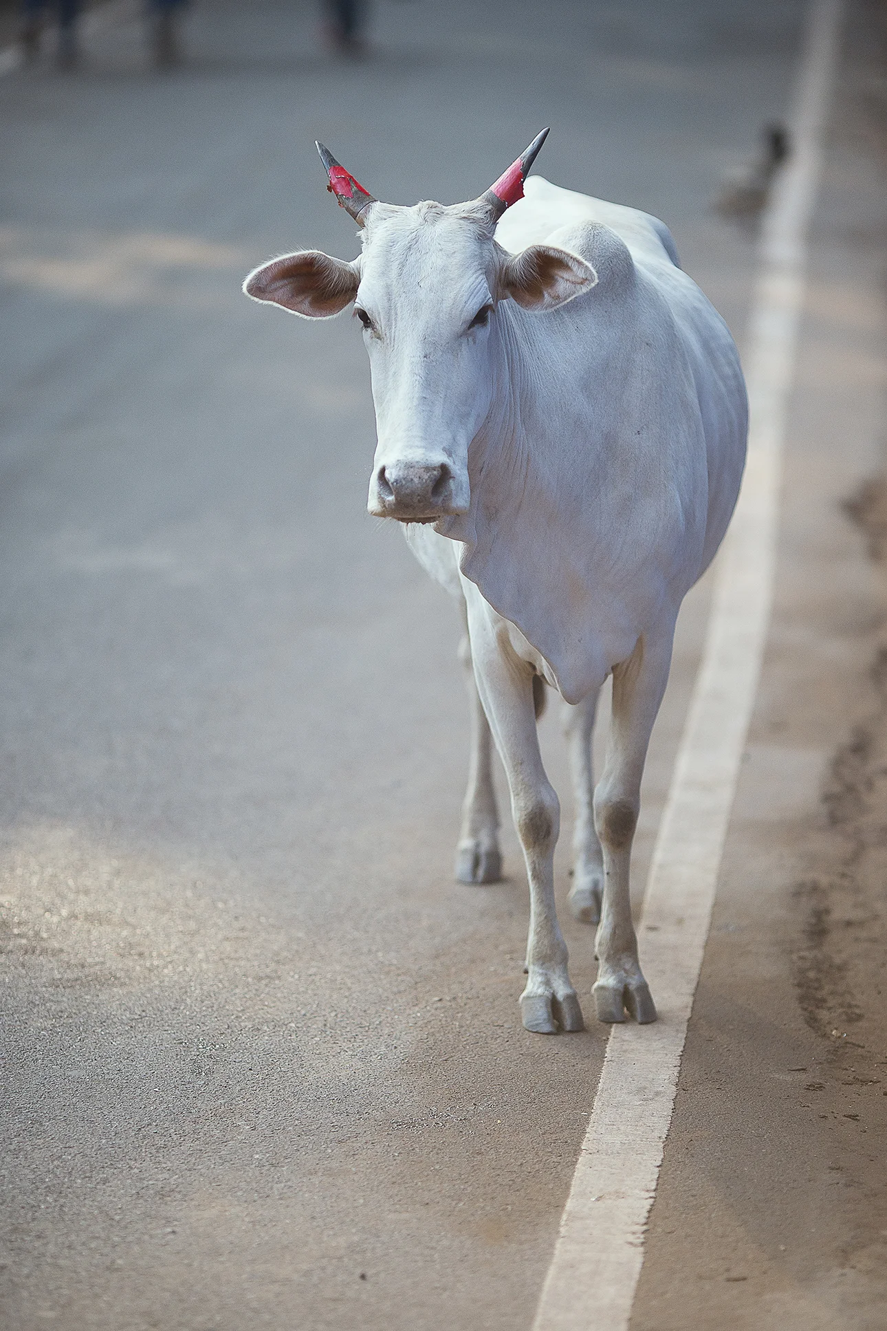 cow_portrait_palolem.jpg