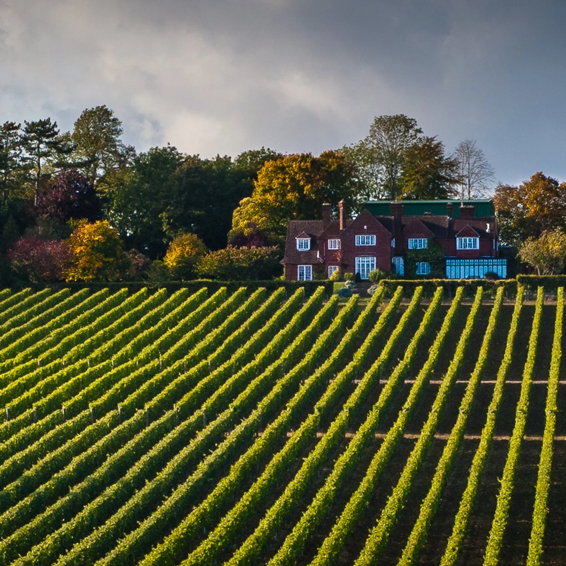 DINE IN THE VINES AT HAMBLEDON