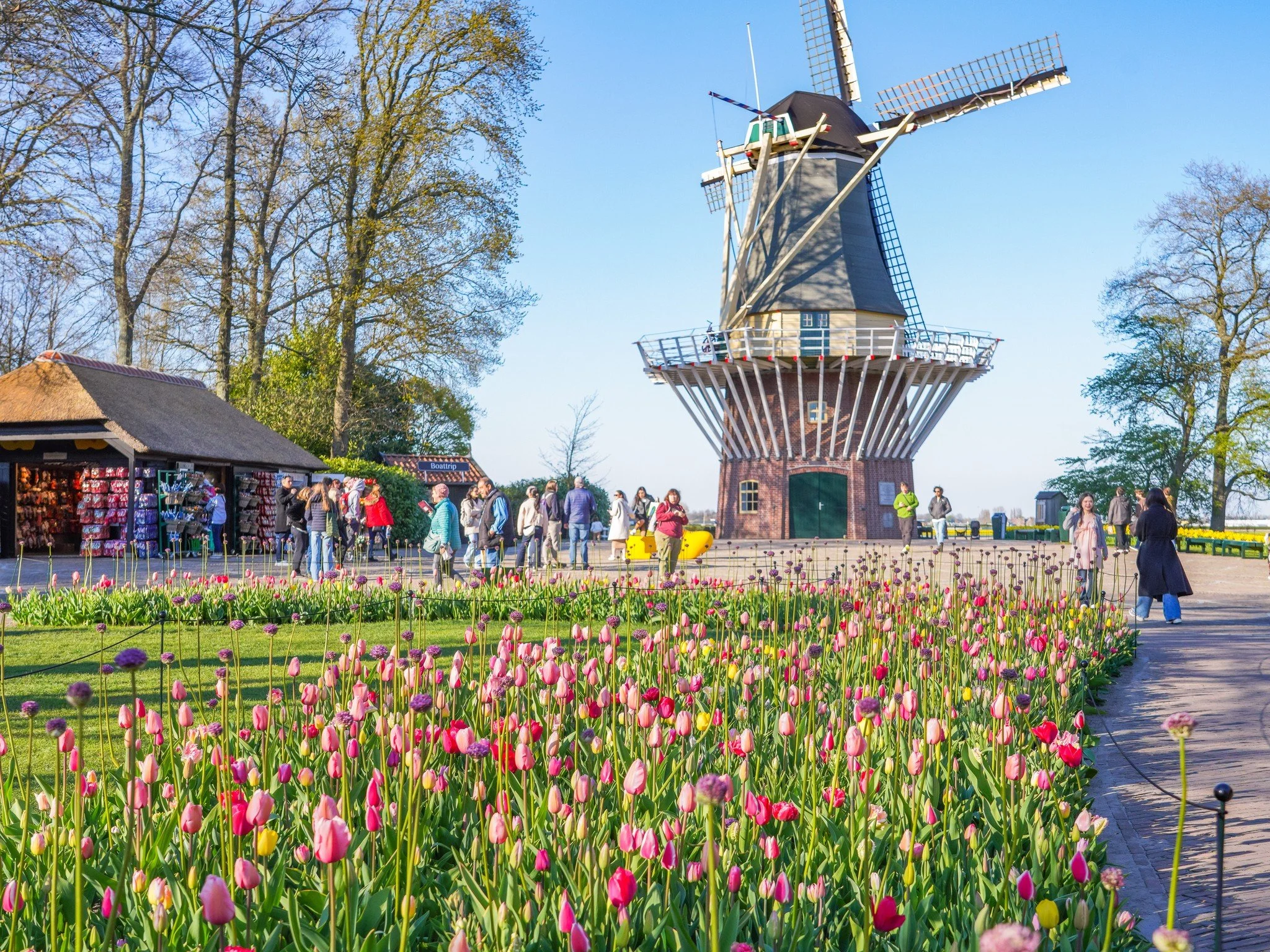 THE TULIPS OF KEUKENHOF