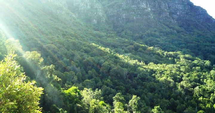 Newlands_Forest_and_Devils_Peak_-_Cape_Town_-_SA-720x380.jpg