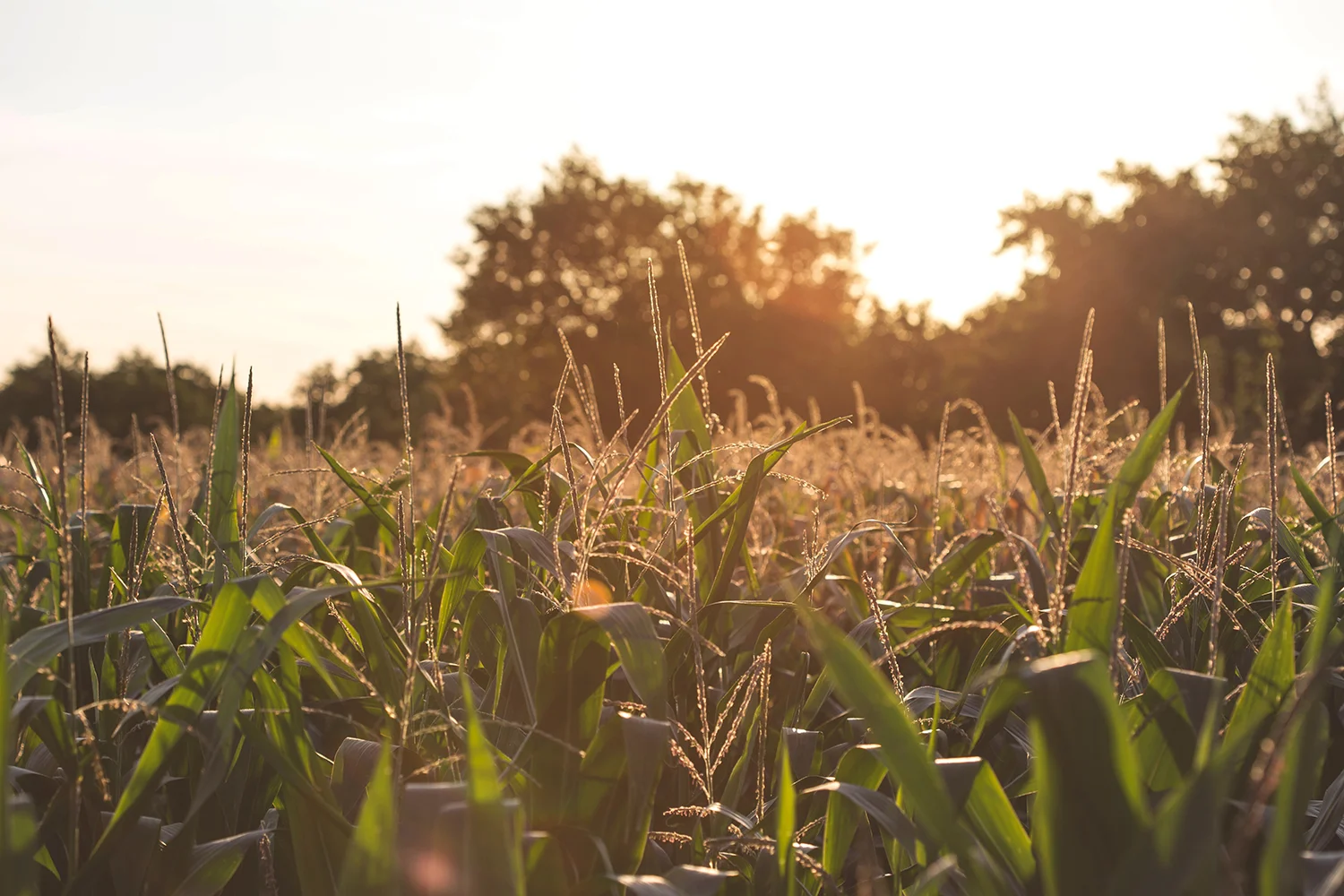 Small farmholders gain knowledge and benefit from economies of scale when working with nucleus farms. Photo credit: Milada Vigerova