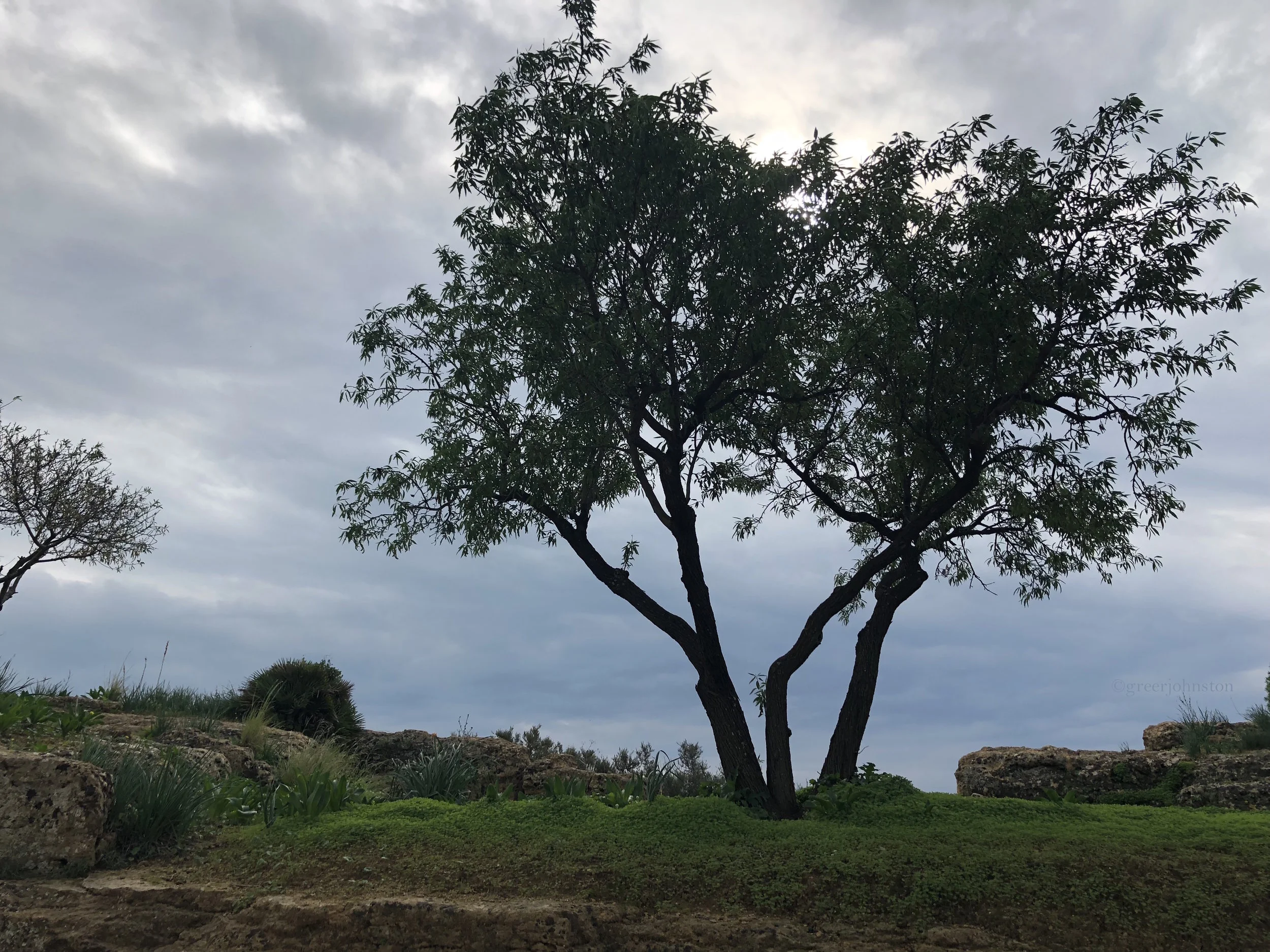 Olive trees grow amidst centuries-old ruins