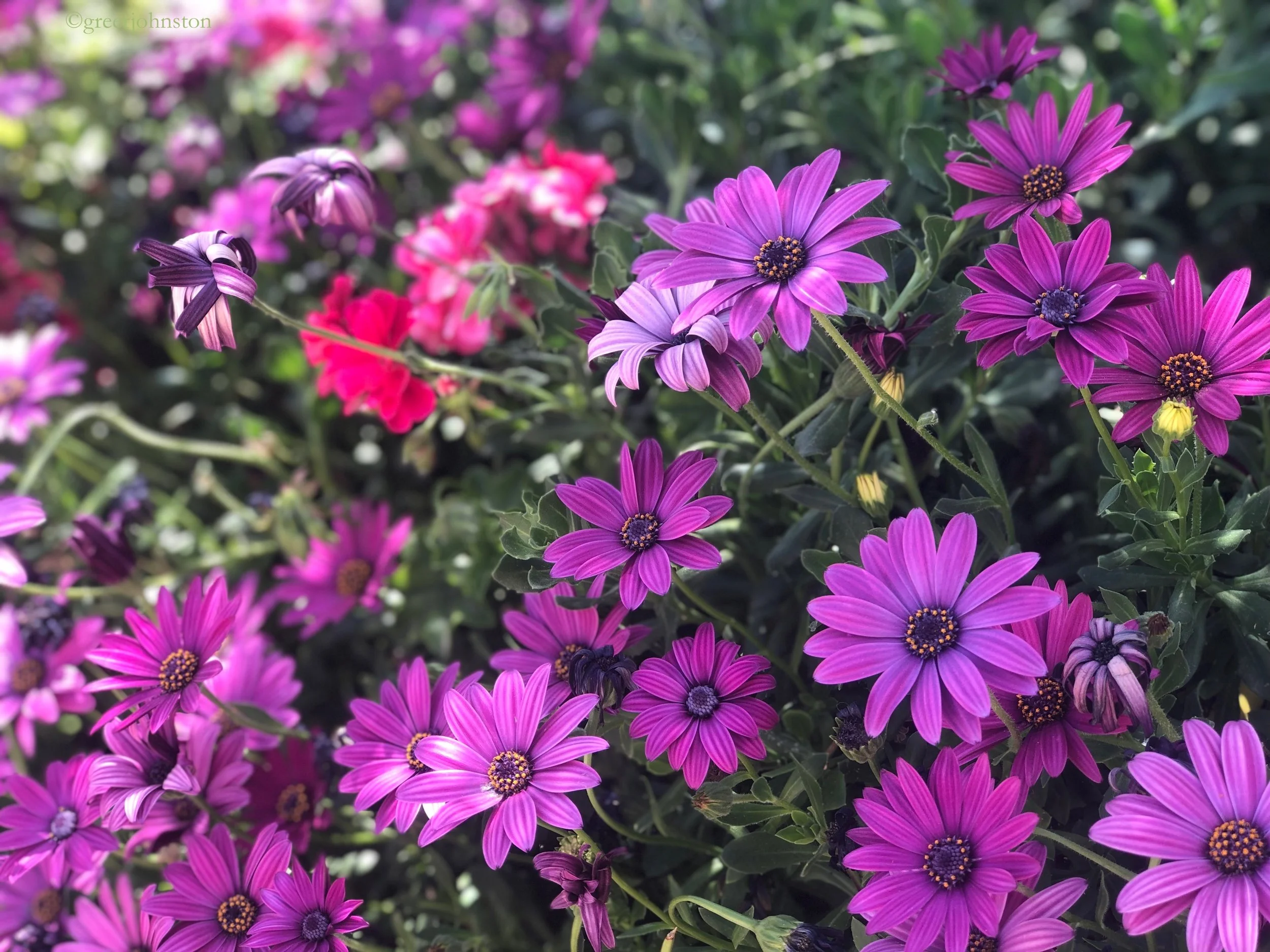 You will find beautiful spring flowers all over Jerusalem; these were at St. Peter in Gallicantu