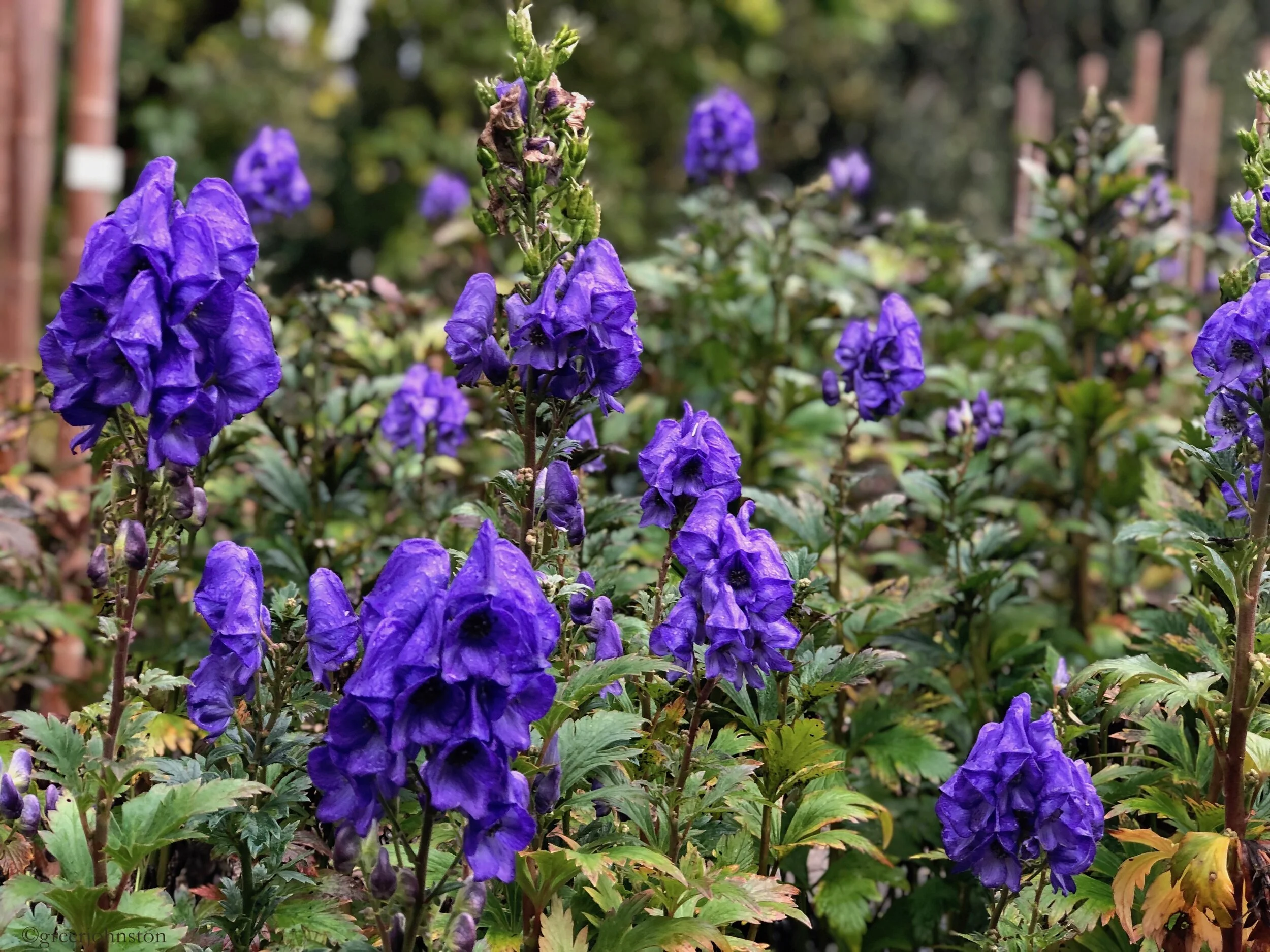Pretty flowers found at the Horus botanicus Leiden