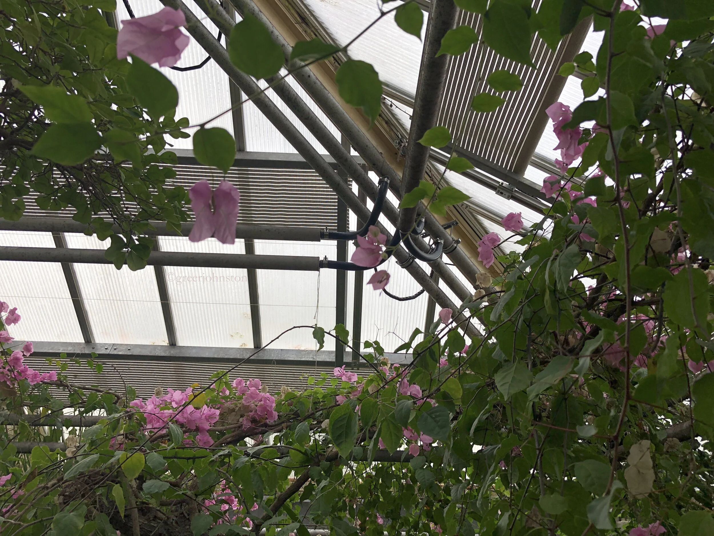 Inside one of the glasshouses of the Hortus botanicus Leiden