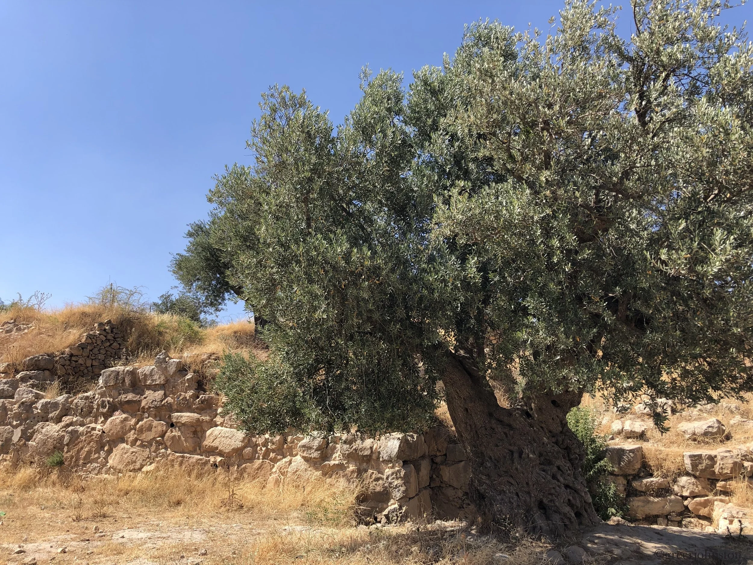 The Lemon Book Club - The Prophet