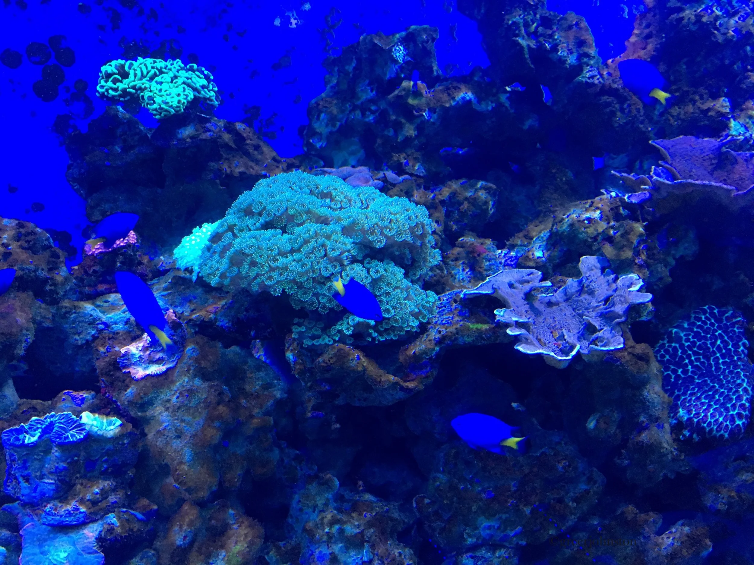 The Lemon Book Club - This is Water