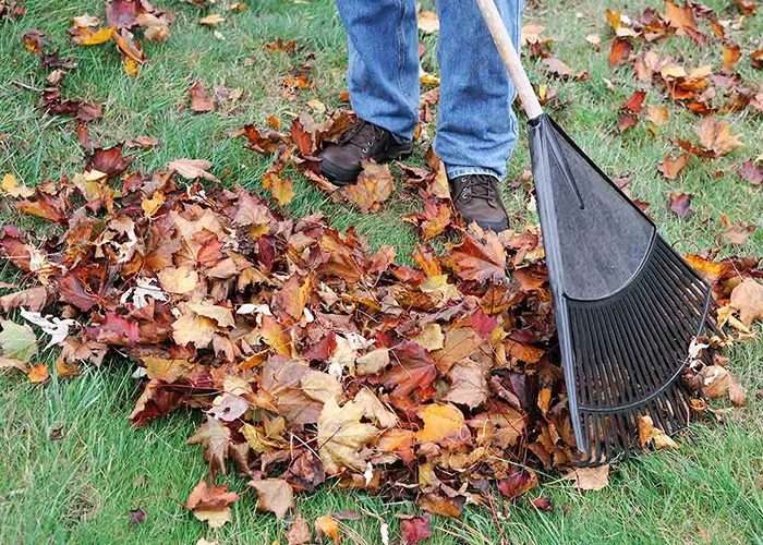 raking-leaves-in-yard.jpg