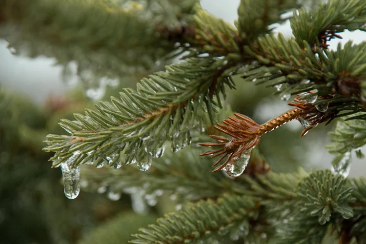 pine-ice.jpg