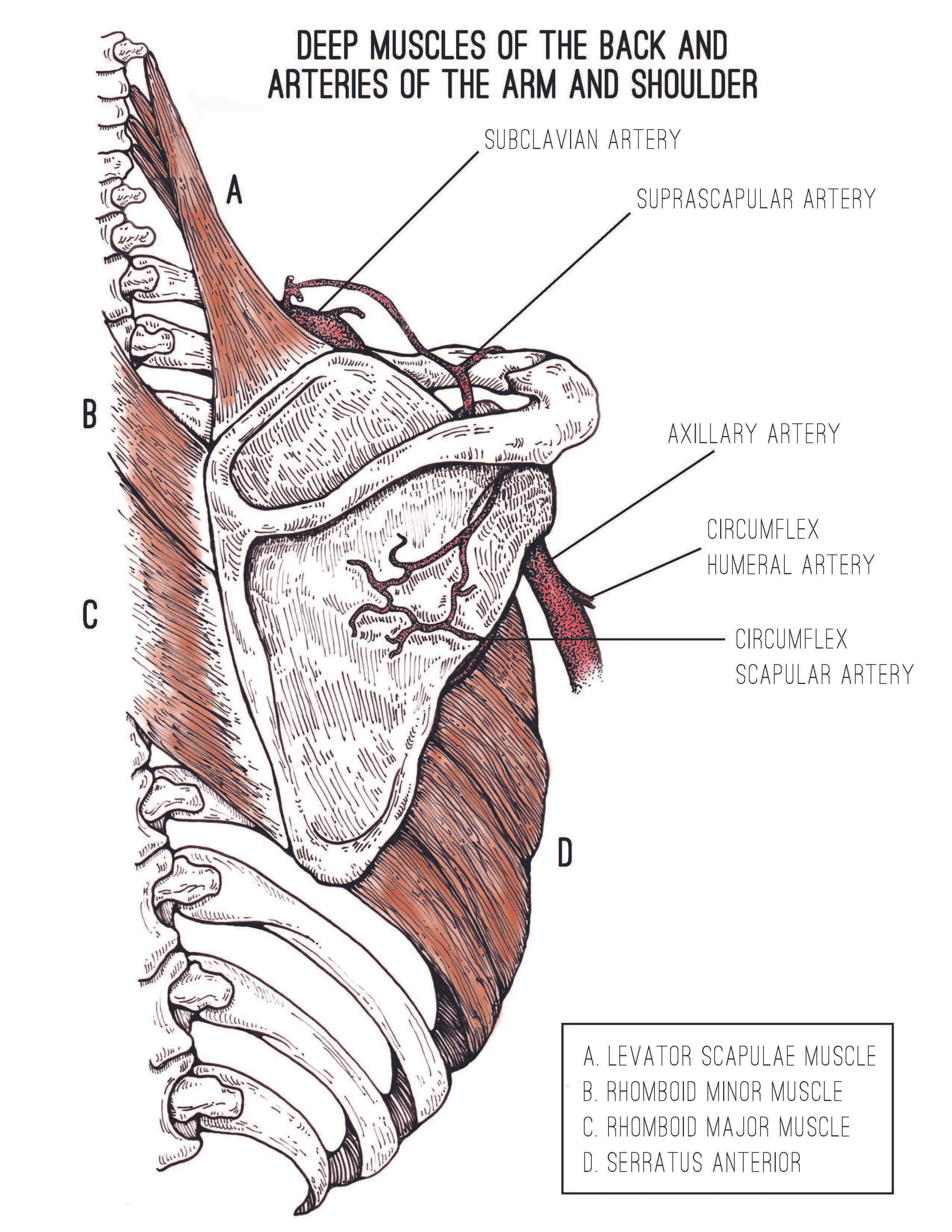 DeepMusclesoftheBack_Color_080916.jpg