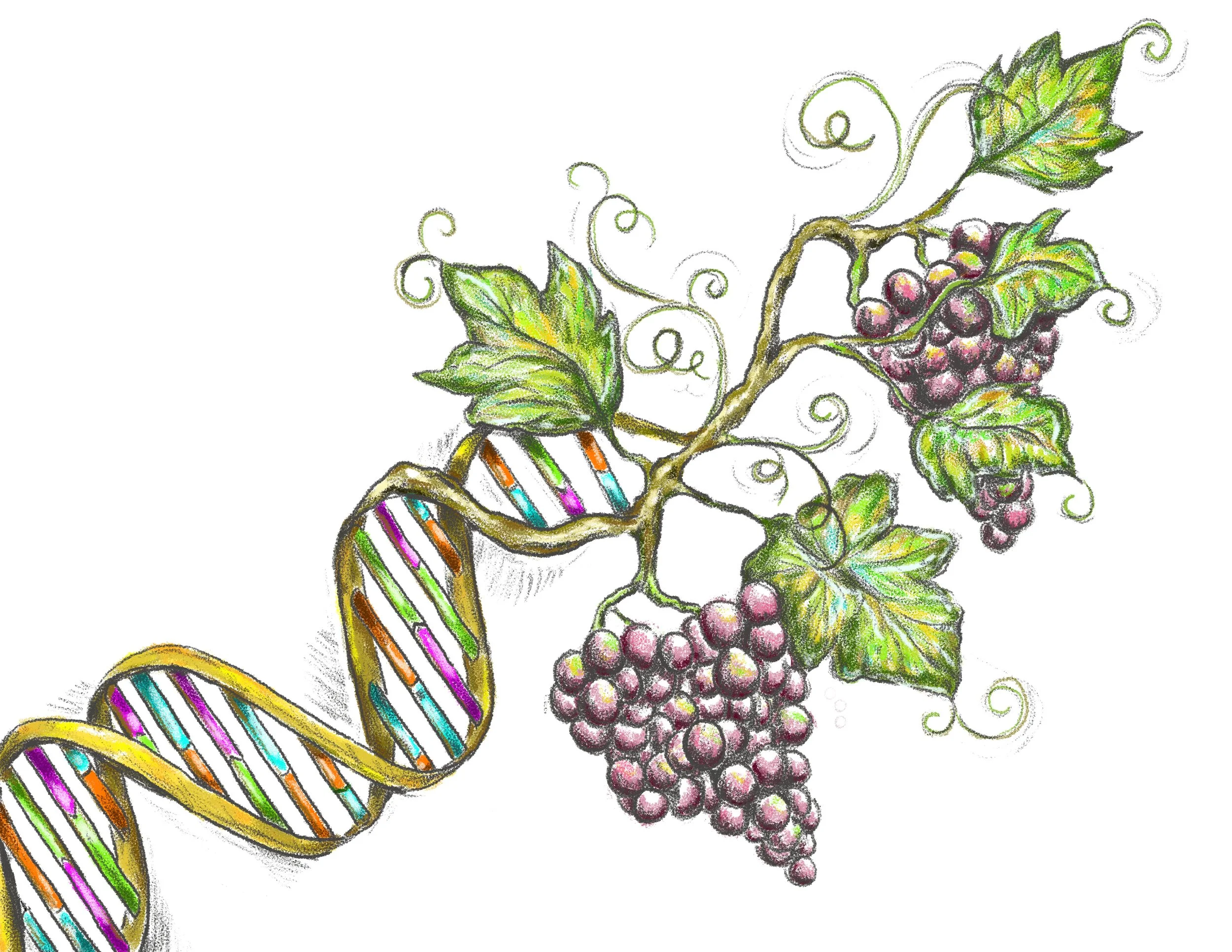 DNA_Wine_v02.jpg