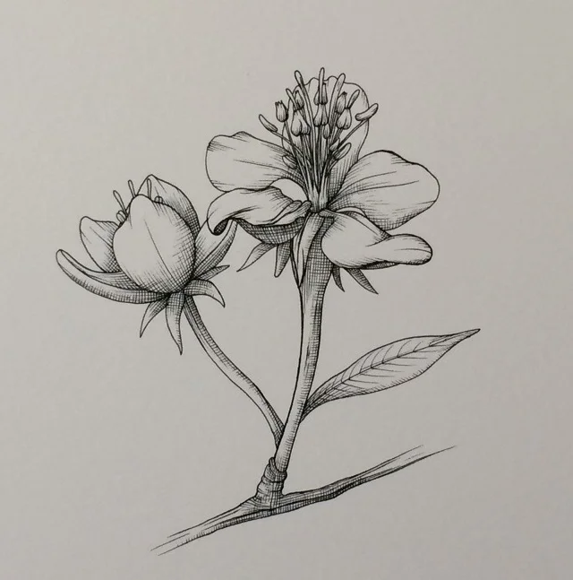 Apple Blossom Illustration Que Linda Apple Blossom Illustration Que Linda