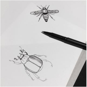 Beetle Bee Instagram.png