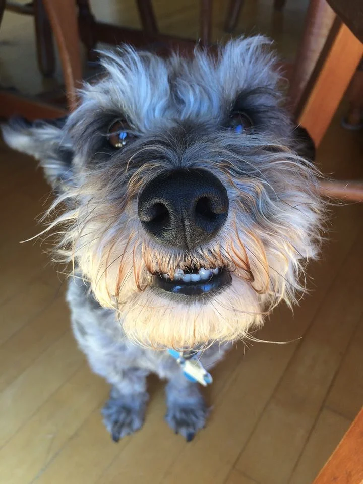 Adorable dog portrait - Vancouver Island, BC