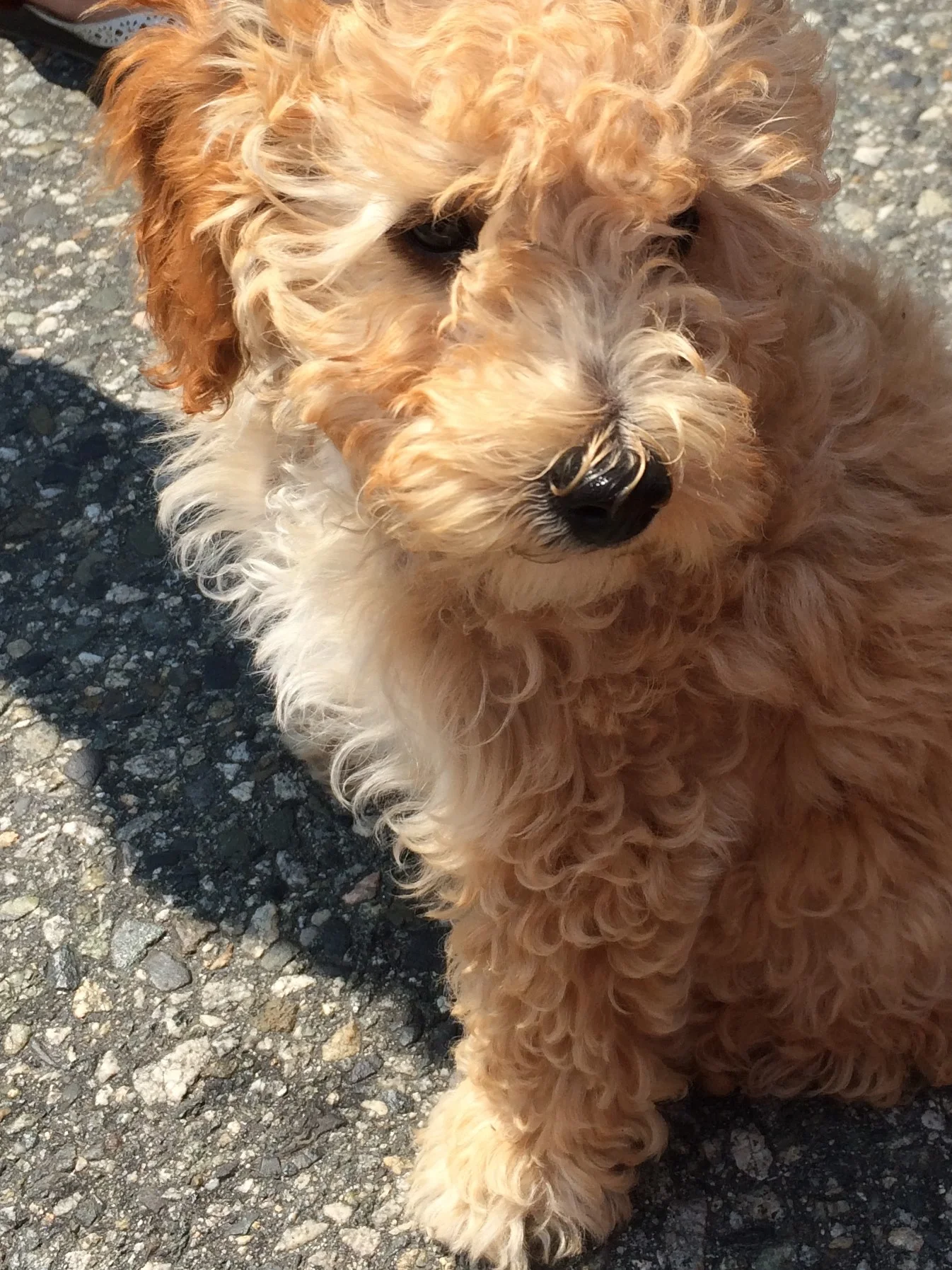 Fluffy puppy - Sunshine Coast, BC