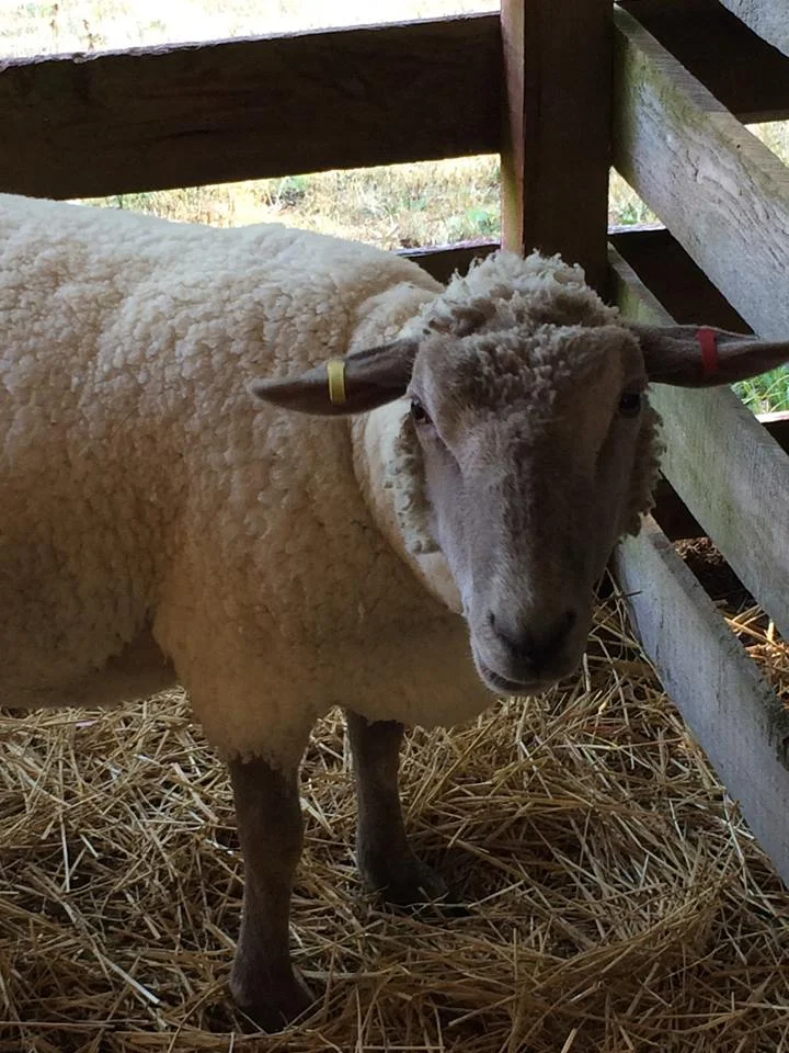 Loveable Lamb - farm portrait, Cobble Hill, BC