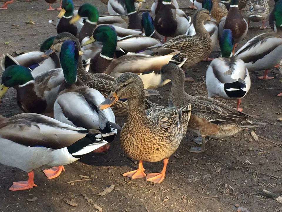 Quacky ducks portrait, Beacon Hill Park, Victoria, BC