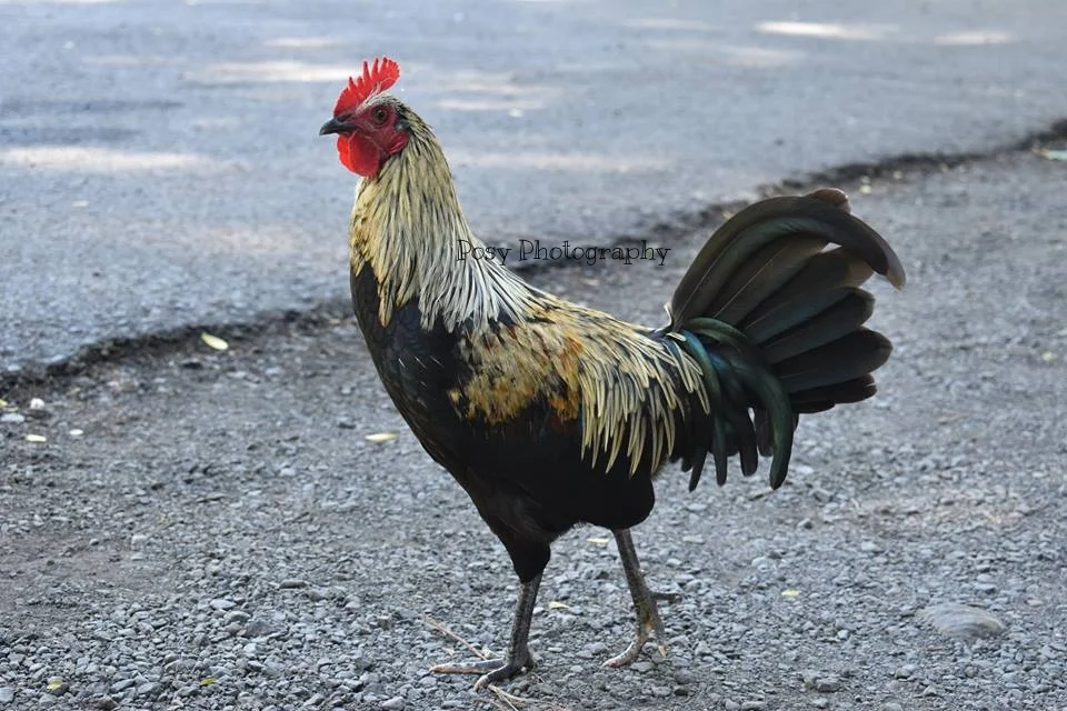 Rooster - King of the farm - farm portrait