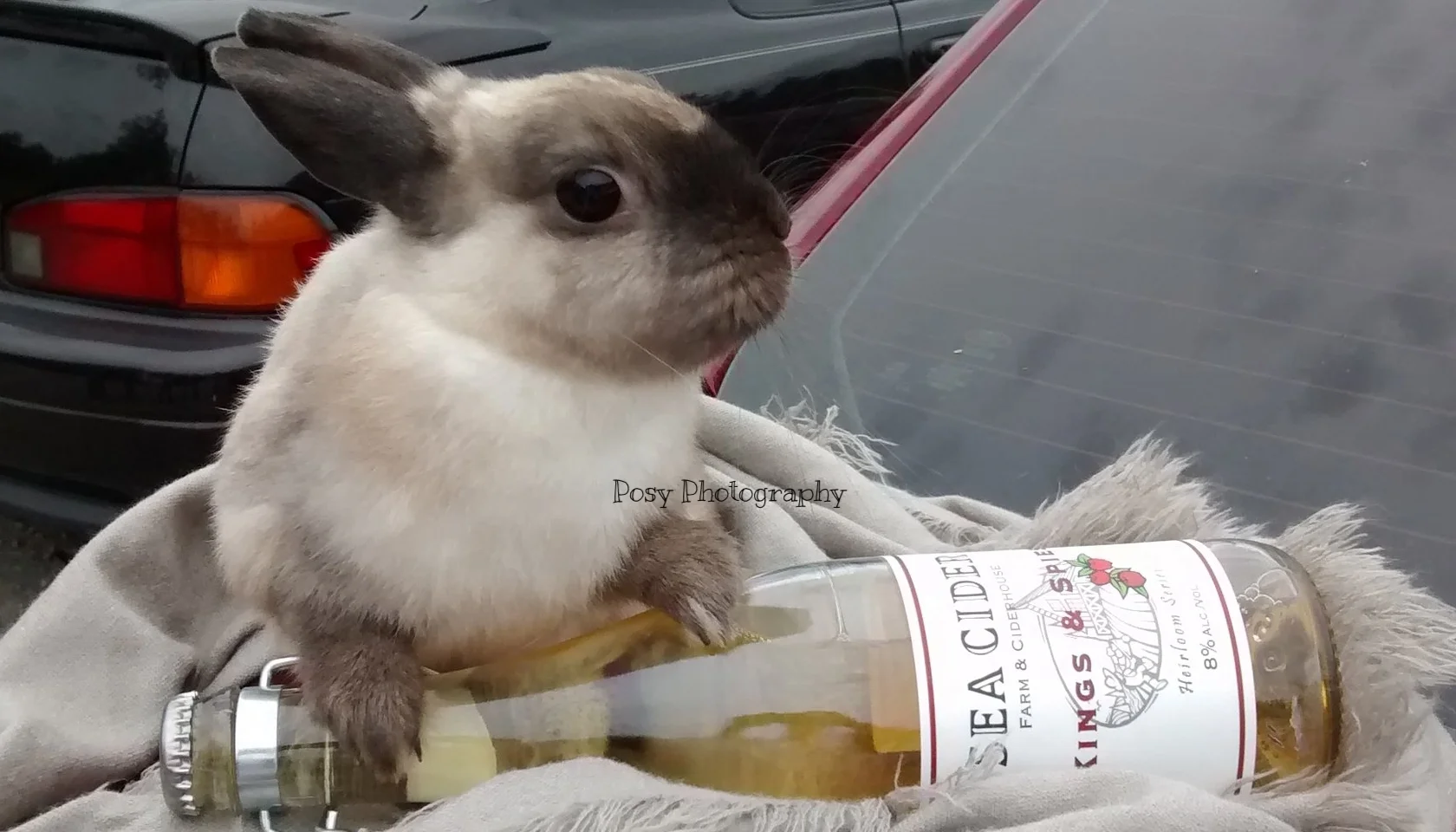 Wine-wuven wabbit pet portrait - Sidney, BC