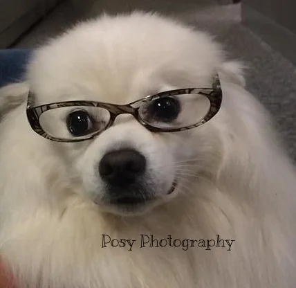 Smart pooch portrait, Victoria, BC