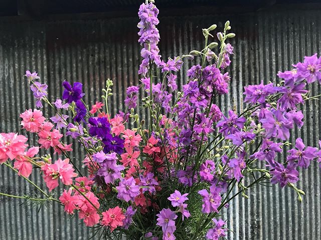 Harvesting for tomorrow's Pop-Up! We will have mixed bouquets available from 3-5pm tomorrow afternoon @paintedhousetn ! Stop by for your mid week flower fix 😉✂️💐