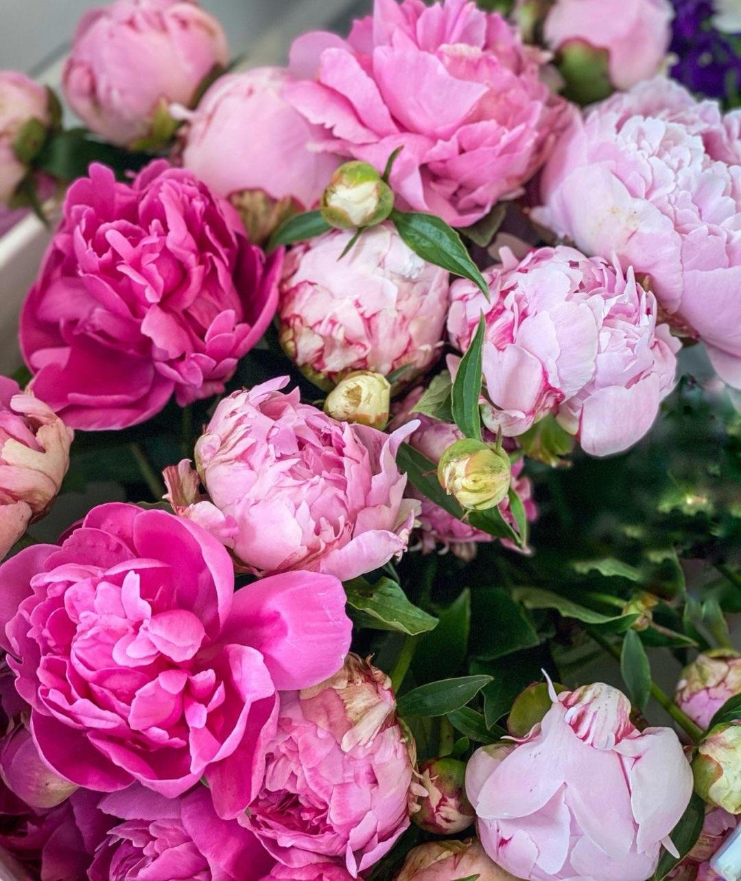 PEONIES BY THE STEM - PAINTED HOUSE