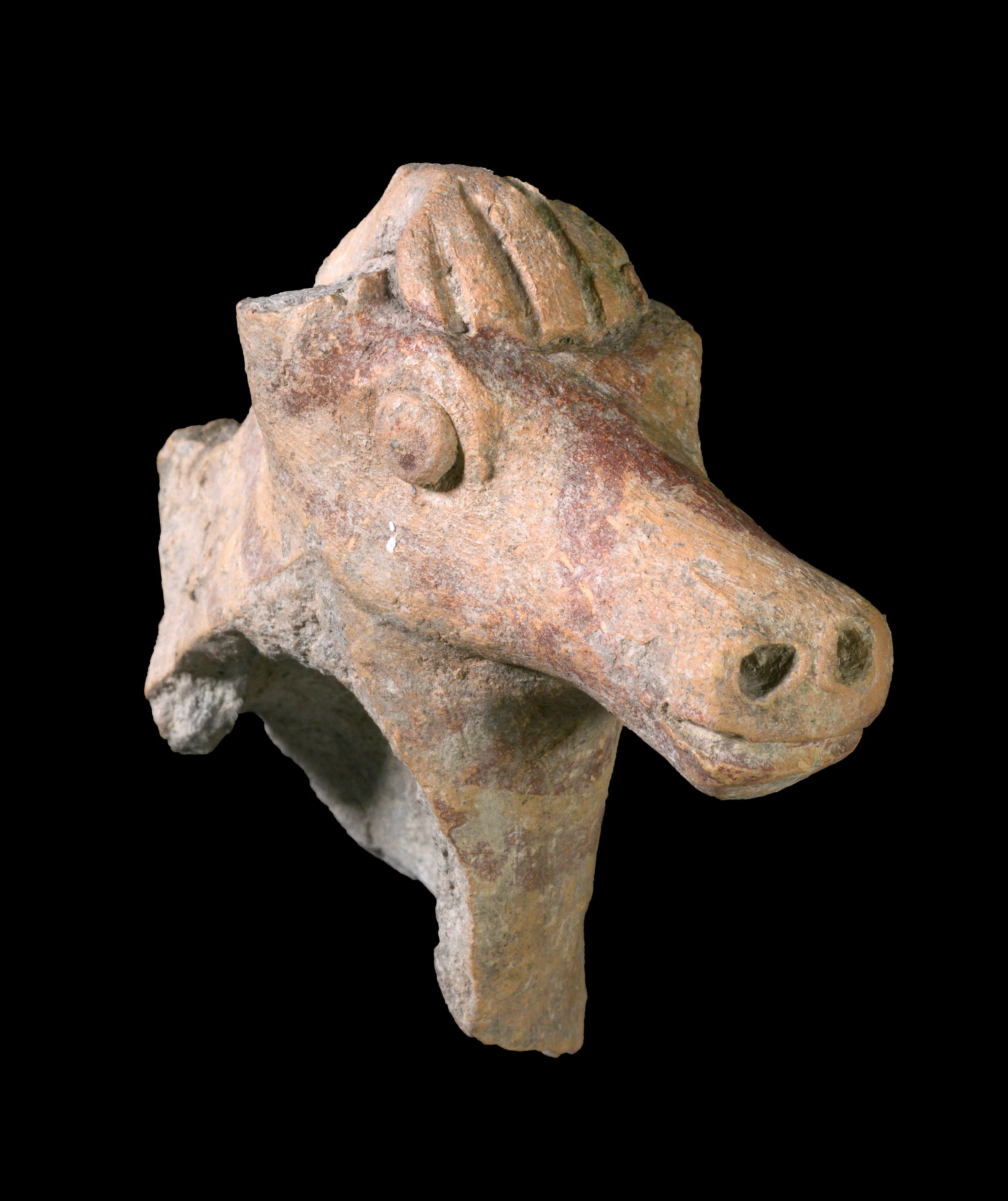 A horse from the time of the Kingdom of Israel located in the Beit She'an area. Photo: Clara Amit, Israel Antiquities Authority