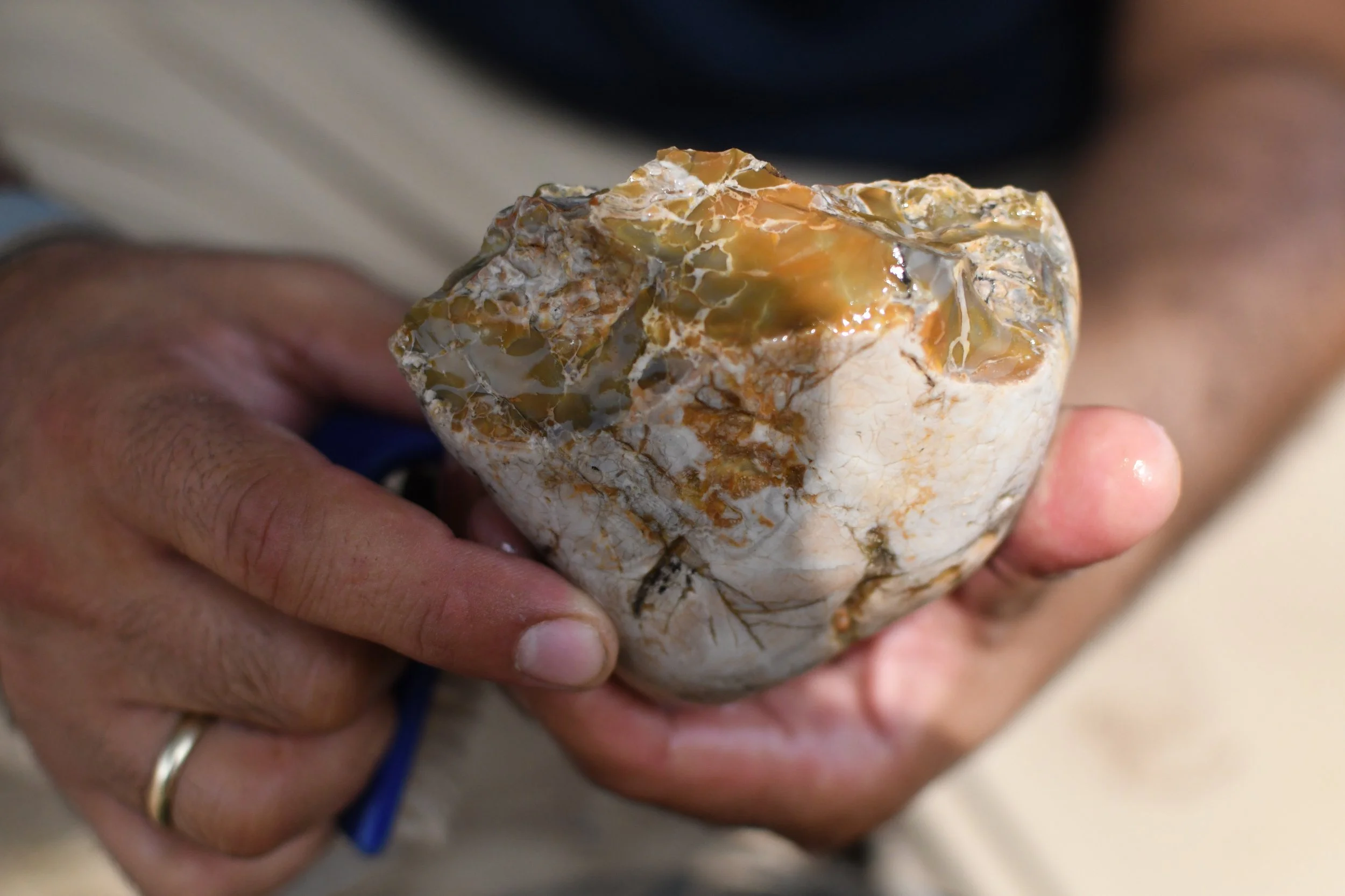 A 500,000 year-old elephant tusk discovered in the southern coastal plain of Israel