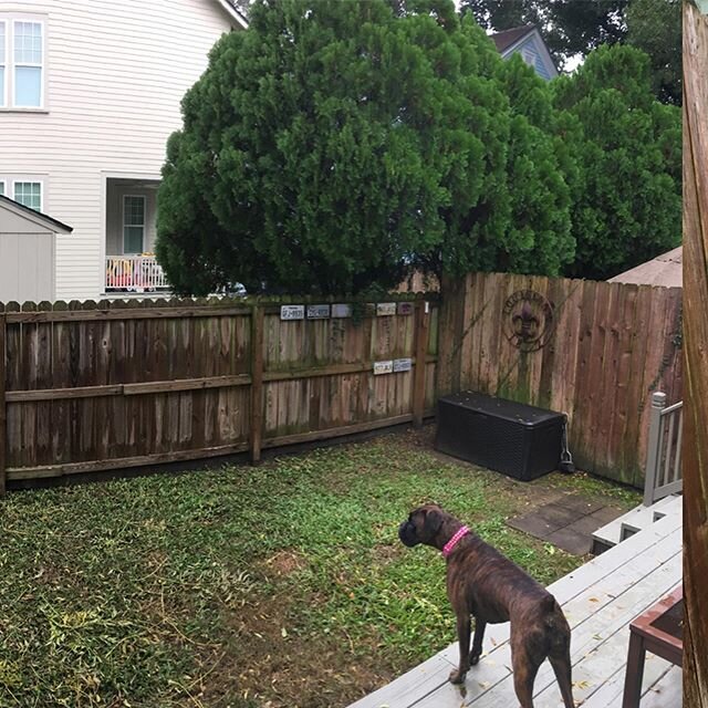 A couple before/after of this back yard reno. Sometimes things are just easier without grass! #nola #uptown #suncustomlandscapes #boardformconcrete