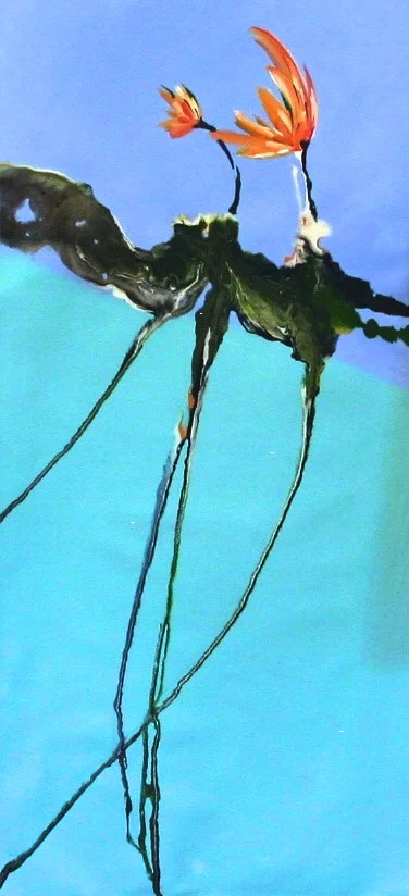 Floating Lillies.JPG