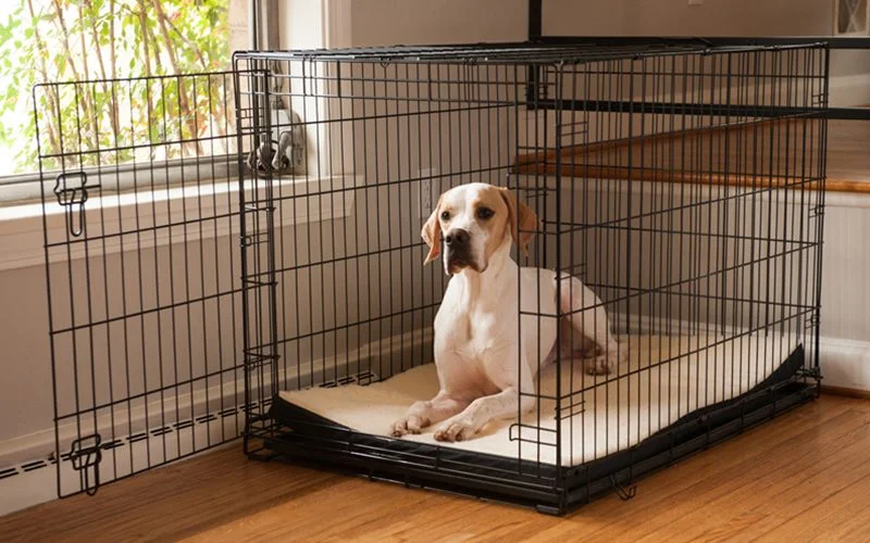 Crate Training
