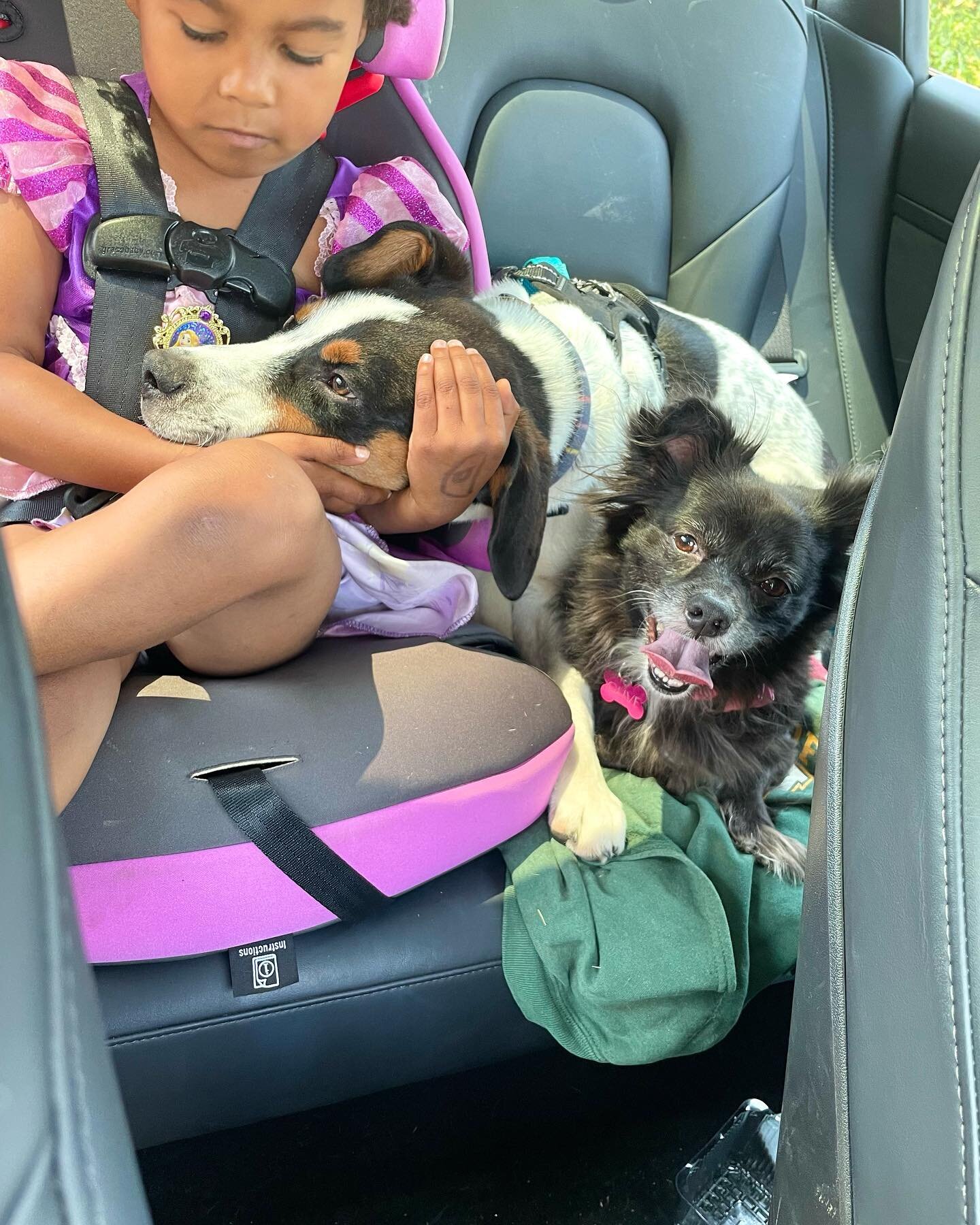 Ralphie and Olive were nervous about their vet appointment. Maya&rsquo;s a good big sister. #dogwhisperer #rescuedogs #bigsisterduties