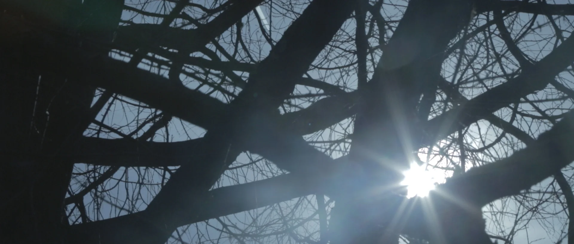METASEQUOIA_ROUGH_2C.00_02_14_18.Still006.jpg