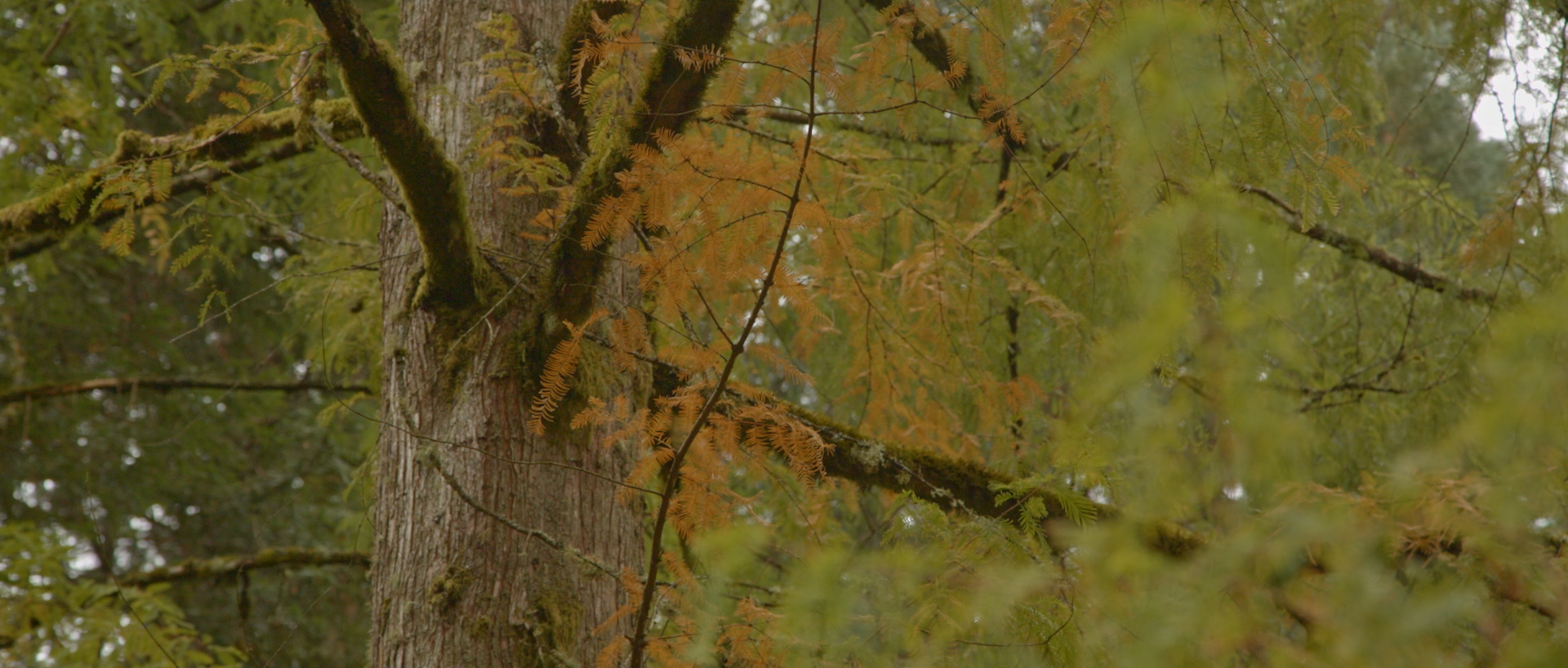 METASEQUOIA_ROUGH_2C.00_04_42_17.Still009.jpg