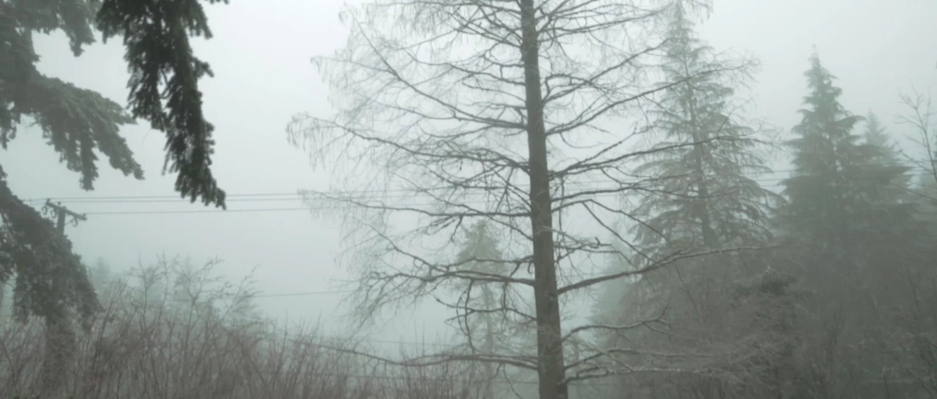 METASEQUOIA_ROUGH_2C.00_10_21_07.Still008.jpg
