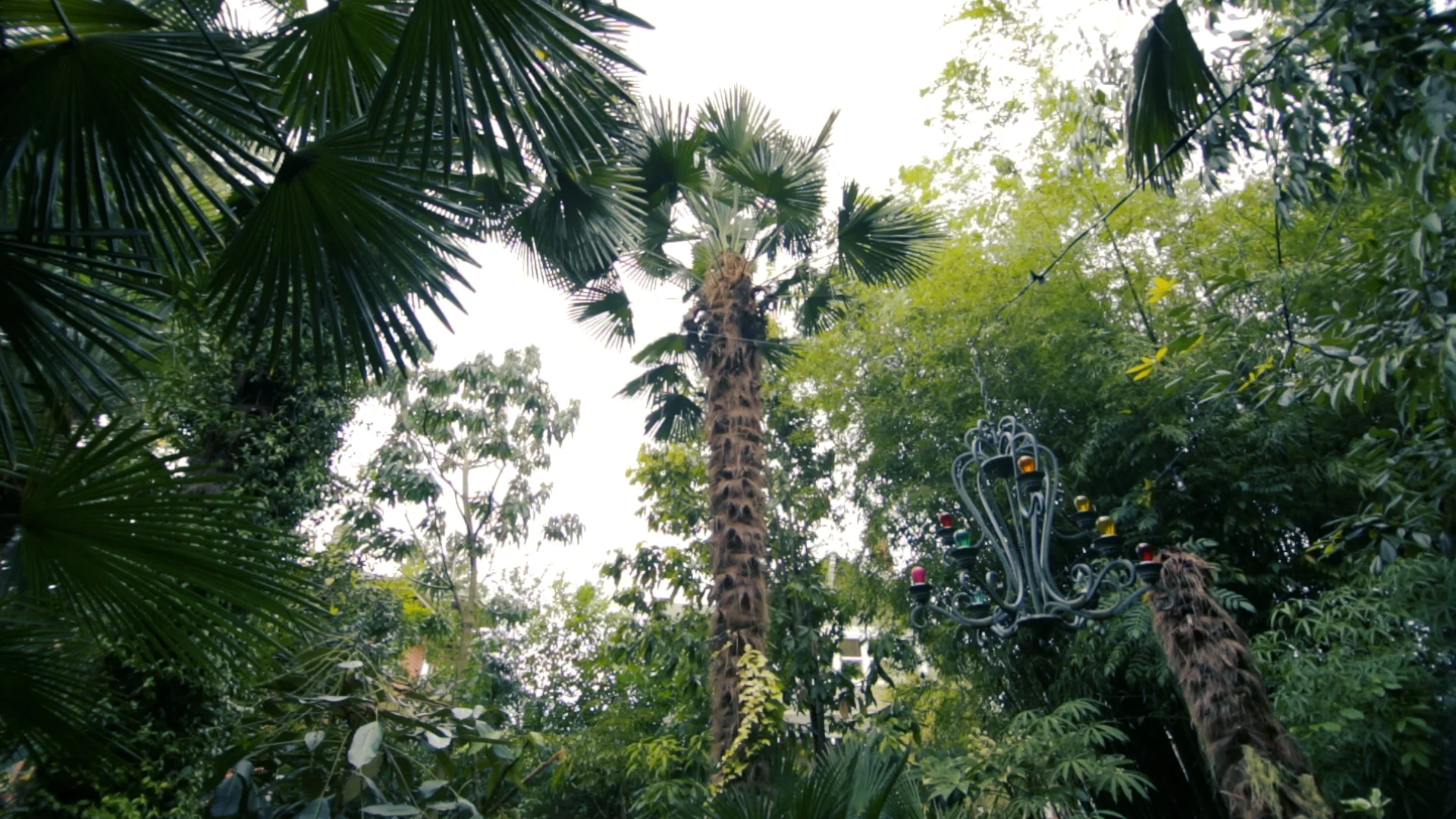 PalmTree1.jpg