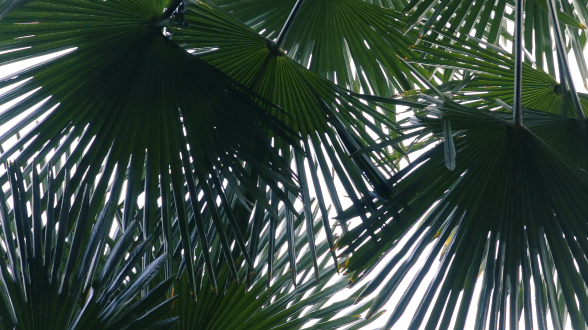PalmTree3.jpg