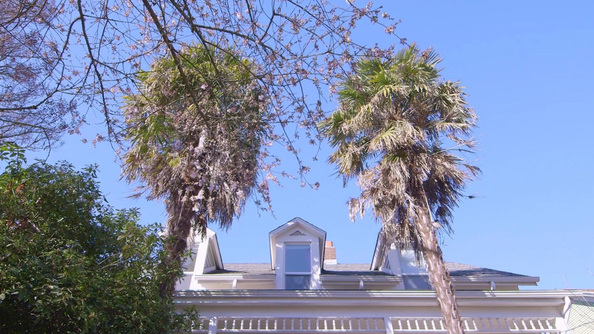 PalmTree7.jpg