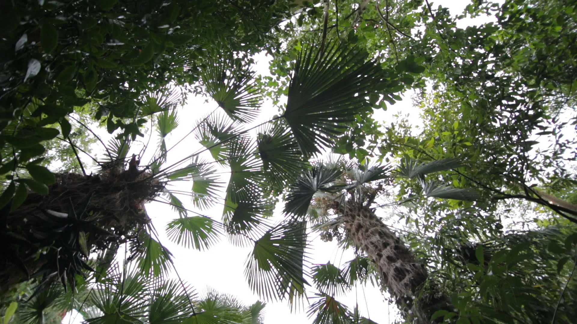 PalmTree9.jpg