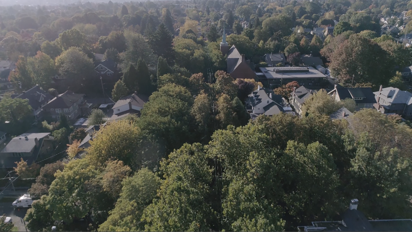Above the trees.png