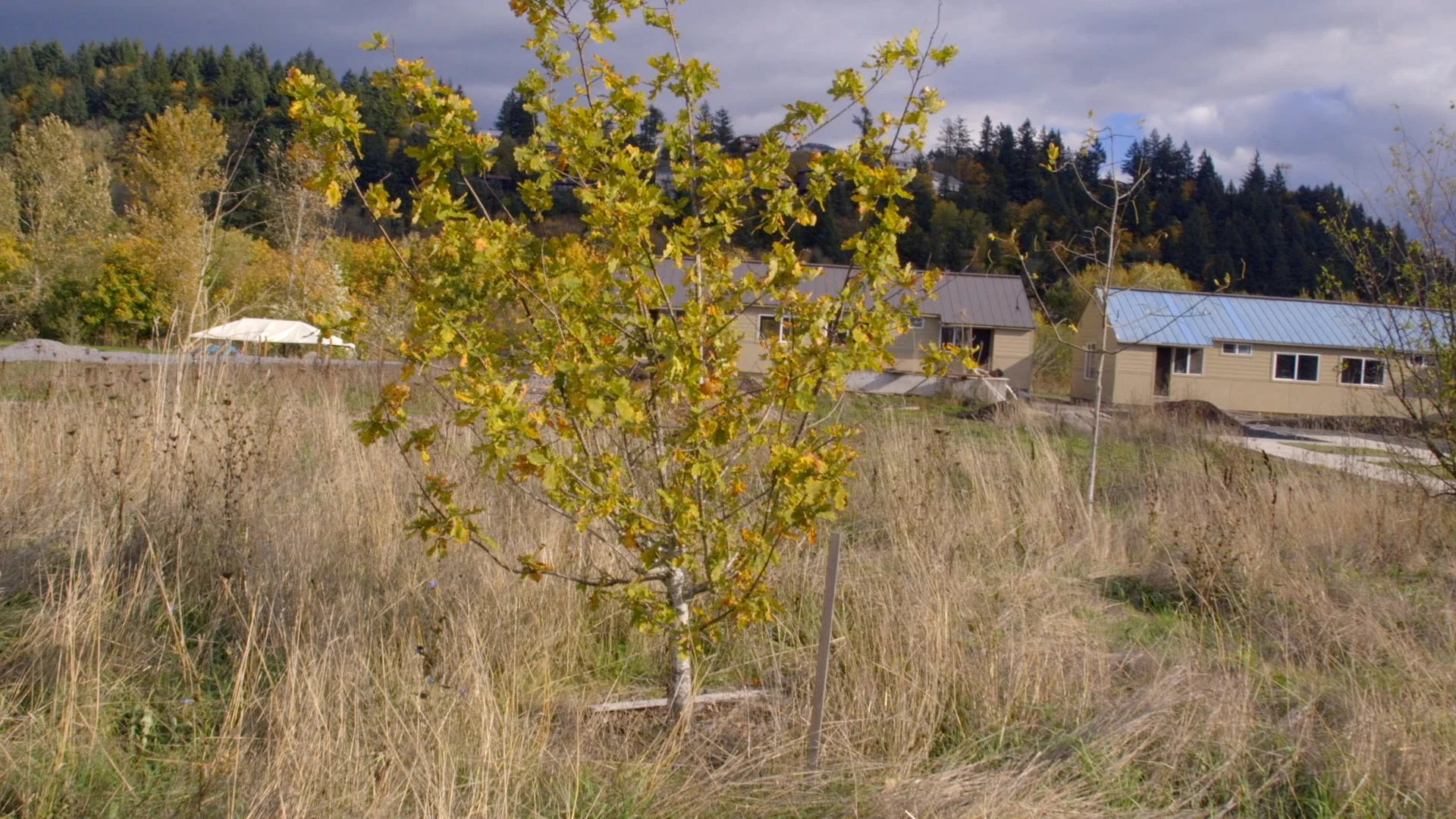 7,000 Trees Still.11.jpg