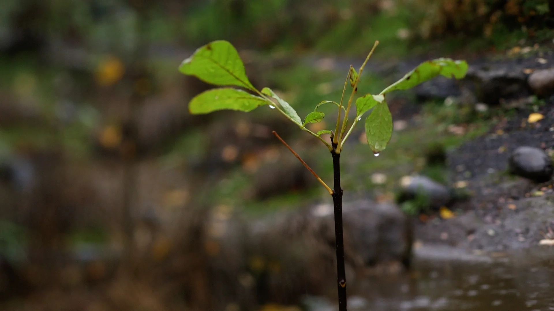 7,000 Trees Still.06.jpg